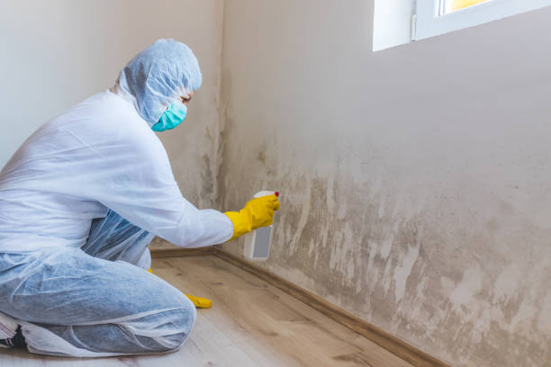 Licensed Attic Mold Remediation service in Wayne, MI - Car Mold Remediation
