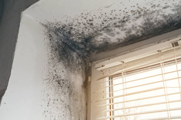 Affordable Attic Mold Remediation solutions in Wayne, MI